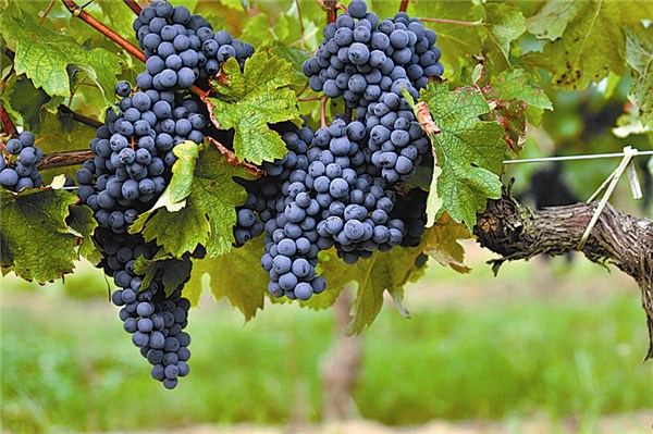 Cabernet Sauvignon grapes in a vineyard at Entre Deux Mers in Bordeaux. These grapes and Merlot are the two main red varieties of the region. Jon Wyand / for China Daily