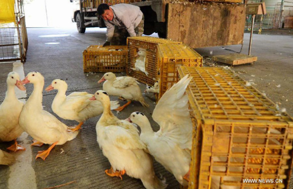Live poultry are transferred as the market is closed and disinfected in Nantong Township of Minhou County, southeast China's Fujian Province, Jan. 21, 2014. (Xinhua/Wei Peiquan)