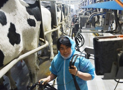 A dairy cow farm in Zouping, Shandong province. China's raw milk output was 35.31 million metric tons in 2013. Dong Naide / for China Daily 