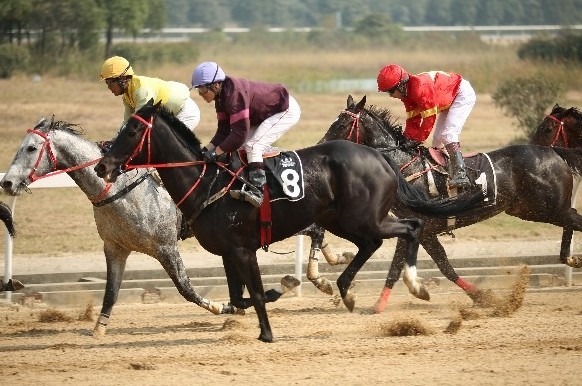 An international horse-racing festival takes place in Wuhan, Hubei province. Rumors of China’s lifting a ban on horse-race betting have been circulating, and investors already are putting money into constructing training facilities in big cities such as Beijing and Tianjian.[Photo by Ke Hao/Xinhua]  