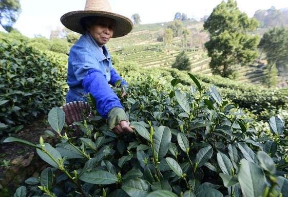 A farmer picks tea leaves at a Longjing tea plantation near the West Lake in Hangzhou, Zhejiang province, on March 18.The picking time for Longjing tea in Hangzhou is usually from the middle of March to early April. Li Zhong / For China Daily   