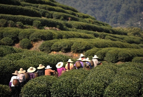 People harvest Xihu Longjing tea in Hangzhou, Zhejiang province on April 5, 2012. [Photo/Xinhua]  