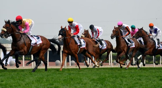 Horses and jockeys at the 2,200 meter Chengdu Dubai Intl Cup race, the final and richest race of the Chengdu Dubai Intl Cup Wenjiang-Meydan Classic, at the Jinma racecourse in Wenjiang district, Chengdu, Sichuan province, on April 6, 2014. [Photo by Peng Chao/China Daily]