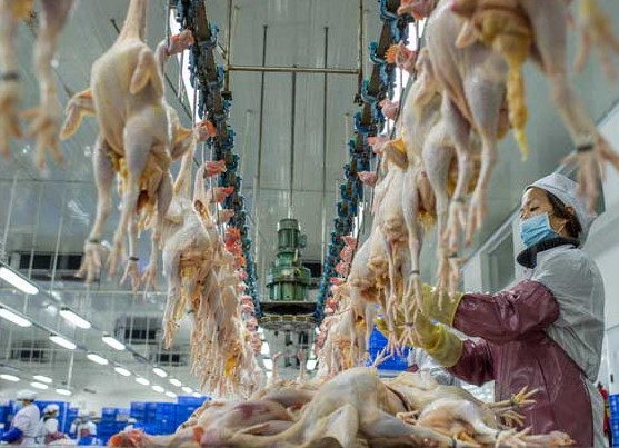 Workers at a chicken slaughterhouse in Qingyuan, Guangdong province, are busy processing birds as three cities in the province - Guangzhou, Foshan and Shenzhen - ban live poultry markets in selected areas and turn to a centralized slaughtering system. LIU DAWEI/XINHUA
