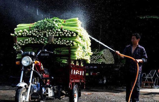 A farmer waters celery to keep freshness before sale in Dameng Township of Zhongmou county, central China's Henan province, April 14, 2014. The harvest of celery in the country failed to bring a handsome income to local farmers who lack sale experience and have to sell celery at an extremely low price. [Photot/Xinhua]  