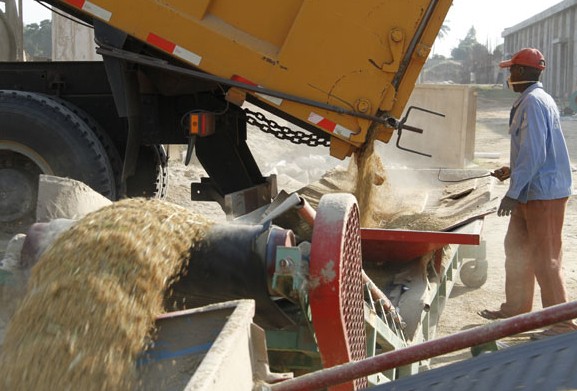 A local farmer sends newly harvested rice to storehouses. Local farmers can get a rice yield of up to 400 kilograms per mu (1/15 hectares), up from 100 kilograms previously. Li Xiaopeng / Xinhua  