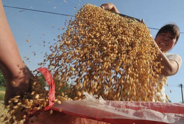 Farmers harvest wheat in Yuncheng, Shanxi province, on Sunday. The central government increased fiscal expenditures in agricultural development and on projects to improve people's livelihoods in the first five months. [Photo/China Daily]  