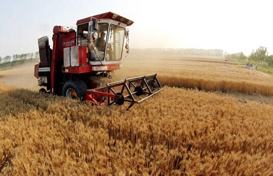 A farmer drives a cropper to collect wheat on June 18, in Wangzhai county, Bozhou city, Anhui province. [Photo/Xinhua]  