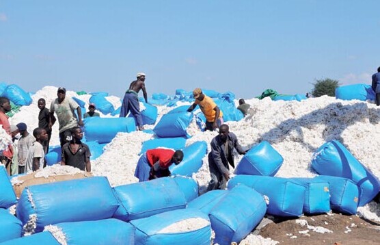 Employees of China-Africa Cotton Development Ltd at a goods yard in Mozambique. [Photo/China Daily]  