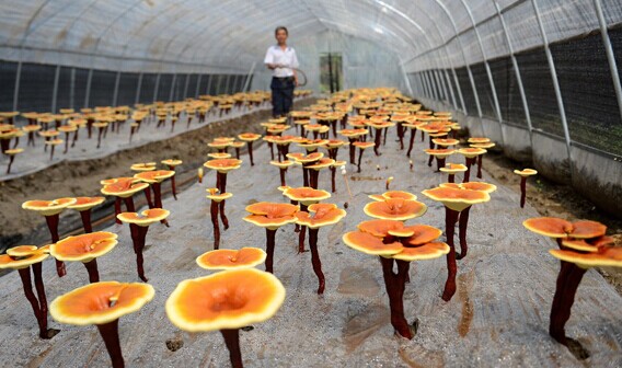Ganoderma fungi, which are used for medicinal purposes, grow at an ecological park in Nanchang, Jiangxi province. The mushrooms have a market price of 800 yuan ($129) per kilogram, June 12, 2014. [Photo / Xinhua]  