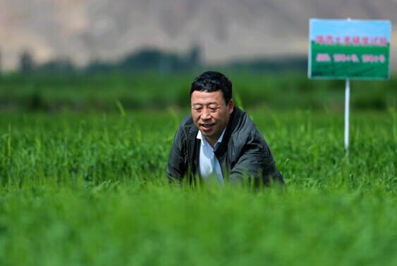 A technician inspects a barley field in Yongchang, Gansu province. Many farmers in the province grow barley for Anheuser-Busch InBev NV under a contract program. [Photo/Xinhua]  