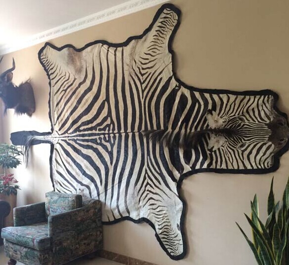 Specimen of animals hunted around the world are displayed in hunters' club in Beijing. YANG YAO/CHINA DAILY  