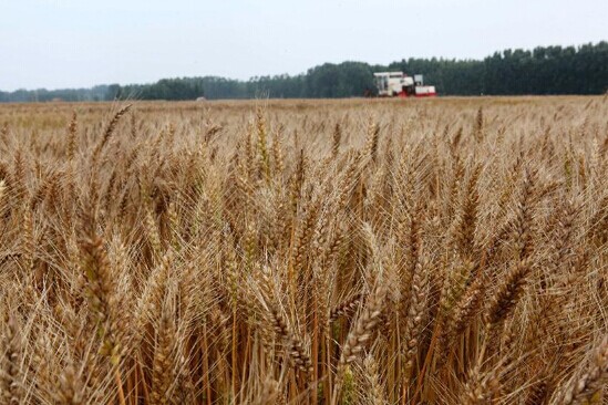 A reaper harvests wheat in Liugou village, Ganyu county, East China's Jiangsu province, June 12, 2013. According to the Ministry of Agriculture, China has harvested 210 million mu (about 14 million hectares) of winter wheat, which accounts for more than 60 percent of the total. [Photo/Xinhua]  
