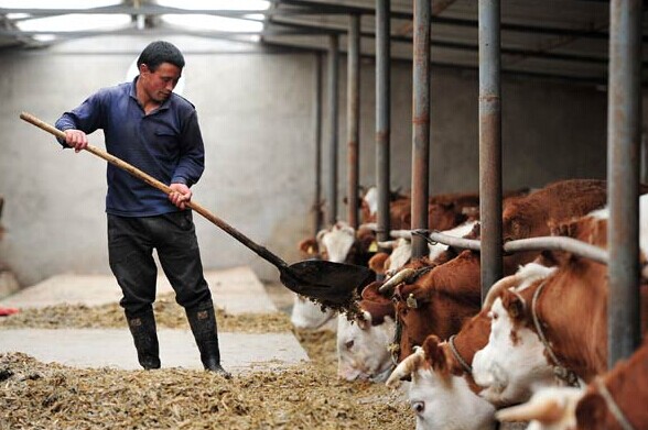 A worker feeds cattle at a farm in Jingyuan county in the Ningxia Hui autonomous region. China's beef production is expected to reach 7.86 million metric tons by 2020. [Photo/Xinhua]  