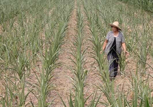 A farmer walks through her drought-stricken cornfield at a village in Henan province. [Photo/China Daily]
