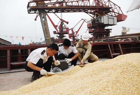 Customs officers inspect imported corn at a port in Lanshan, Shandong province. [Photo/China Daily]  