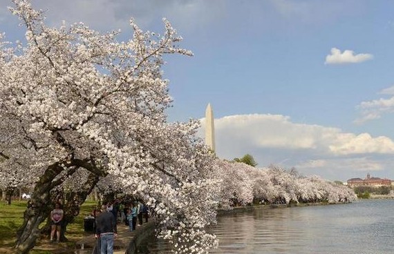 The Washington Monument is seen behind cherry blossoms on the edge of the Tidal Basin in Washington DC, capital of the United States, April 9, 2014. [Photo/Xinhua]