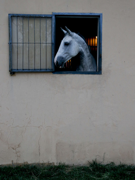 A horse rests in a stable at the club. KUANG LINHUA/CHINA DAILY 