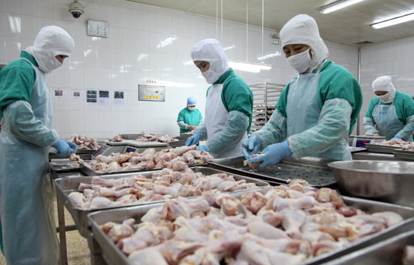 Workers at Anqiu Foreign Trade Foods Co in Weifang, Shandong province, prepare chicken for frying prior to export to Japan. LI CHAO / FOR CHINA DAILY 