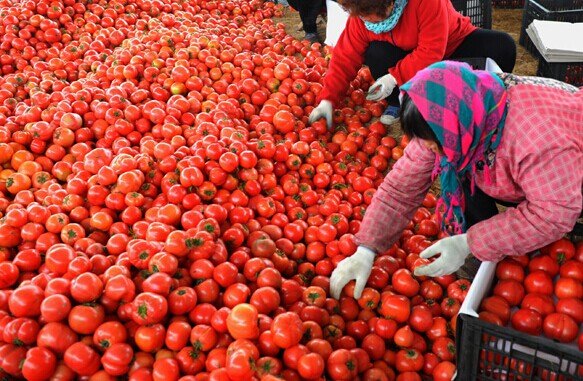 Growers in Lianyungang, Jiangsu province, sort tomatoes that will be transported to Russia. [Photo provided to China Daily]  