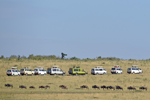Tour groups observe animal migration in the Maasai Mara National Reserve in Kenya, which takes place from July to October. [Provided to China Daily]