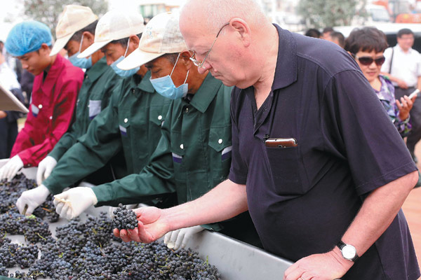 Bordeaux veteran Gerard Colin works with his Chinese colleagues at the Taila International Chateau Ecological Culture Area in Rushan, in Shandong province. China consumed more than 1.86 billion bottles of wine in 2013, 1.36 times the amount it consumed five years ago. [Zhao Ruiyue / China Daily]  