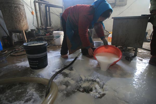 A farmer in Yanqing district of Beijing pours milk down the drain on Wednesday. The Ministry of Agriculture plans to offer more subsidies to dairy farmers who have been suffering from plunging milk prices. [Photo/China Daily]  