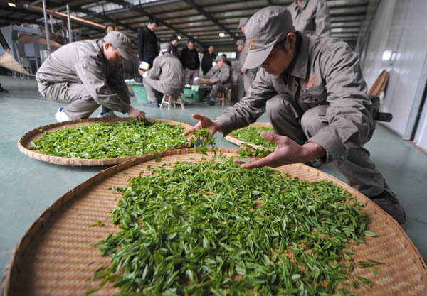 Workers from Xieyuda Tea Co select freshly picked tea leaves in Huangshan, East China's Anhui province. [Photo provided to China Daily]