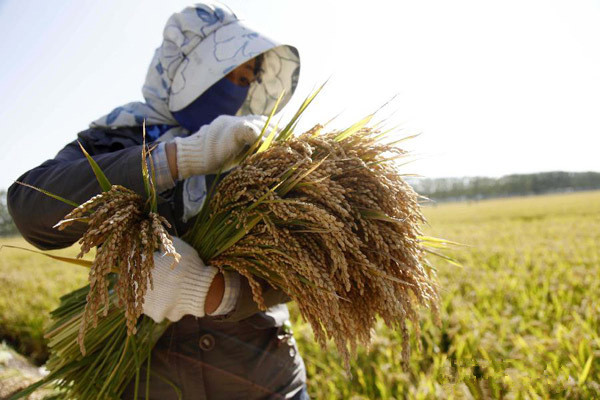 A farmer harvests rice in Guanyun county in Lianyungang city, East China's Jiangsu province, Oct 15, 2013. [Photo/Xinhua]