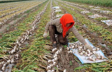 File photo shows a garlic farmer works her land in Jinxiang county of East China's Shandong province on June 1, 2010. [Photo/Xinhua]  