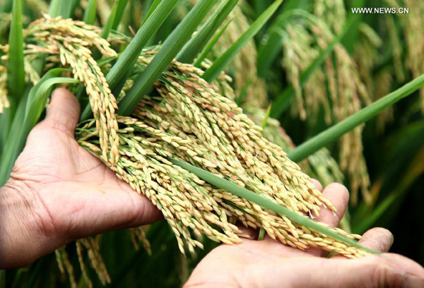 A farmer checks crops in a paddy field in Shaoshui township, Quanzhou county of South China's Guangxi Zhuang autonomous region, Sept 24, 2014. [Photo/Xinhua]