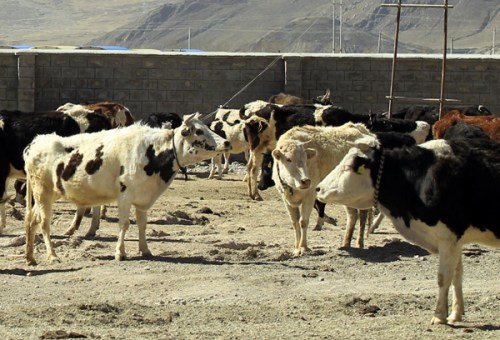 More than 300 cattle are producing milk at a center in Lhundrub county in the Tibet autonomous region as a way to boost villagers' earnings.(Zhu Xingxin/China Daily)