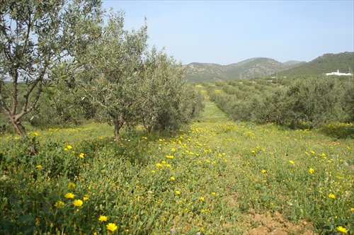 An olive tree plantation near Tunis, capital of Tunisia. (Photo: GT/Hu Weijia)