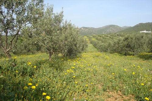 An olive tree plantation near Tunis, capital of Tunisia. (Photo: GT/Hu Weijia)