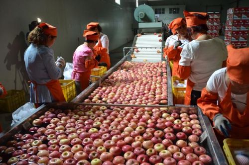 Chinese apples were exported to the United States for the first time on Tuesday.