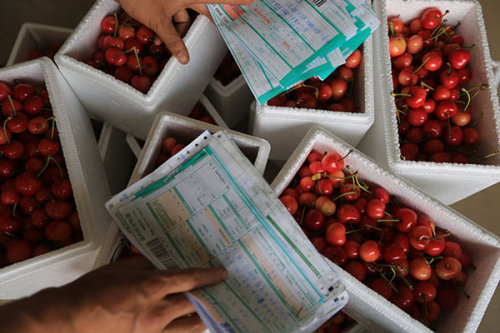 Cherries being packed for express delivery at an orchard in Longnan county, Gansu province.(Photo provided to China Daily)