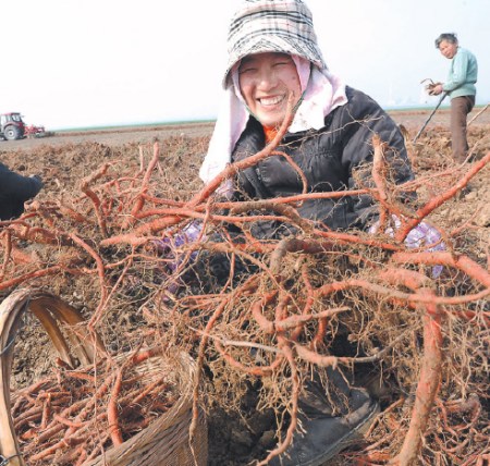 Farmers harvest codonopsis in Huainan, Anhui province. Wholesale prices of the health supplement dropped for eight consecutive weeks between April and May this year. (Photo/China Daily)
