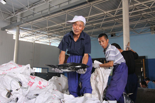Fishermen unpack tuna before processing it into canned food and sashimi in Rongcheng city, Shandong province, Aug 16, 2015. (Photo provided to China Daily)