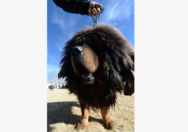 A Tibetan mastiff with a lion-alike mane in Lhasa, capital of Tibet autonomous region. (Photo/Xinhua)