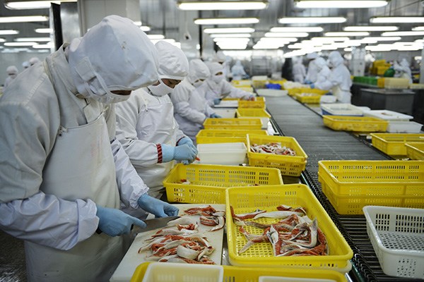 Workers process aquatic products at Rizhao Nichiro & Rongsense Foods Co Ltd in Shangdong province. These products were exported to Japan. (Photo provided to China Daily)