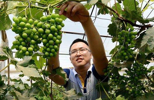 Li Dayong, who invested in agriculture after he returned from studying in Japan, works in one of his greenhouses in Liaoning province. Li Tiecheng / for China Daily