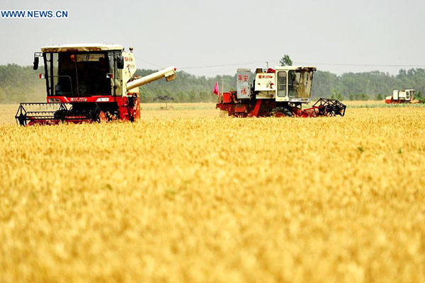 Harvesters work in wheat field in Sangyuan Township of Wuqiao county, North China's Hebei province, June 14, 2015.(Photo/Xinhua)