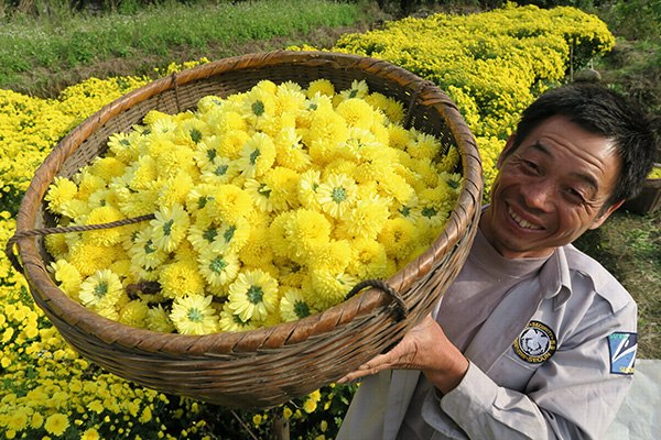 A farmer displays fresh chrysanthemums at the Dianziling village, in Quanzhou county, Guangxi Zhuang autonomous region, Nov 2, 2015. (Photo/China Daily)