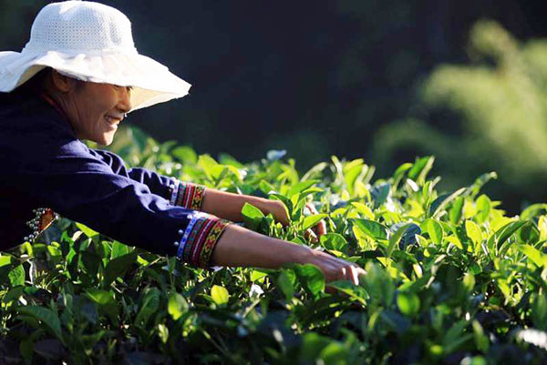 A famer works in a tea garden in Pu'er, Nov 8, 2015. (Photo by Chen Fei for chinadaily.com.cn)