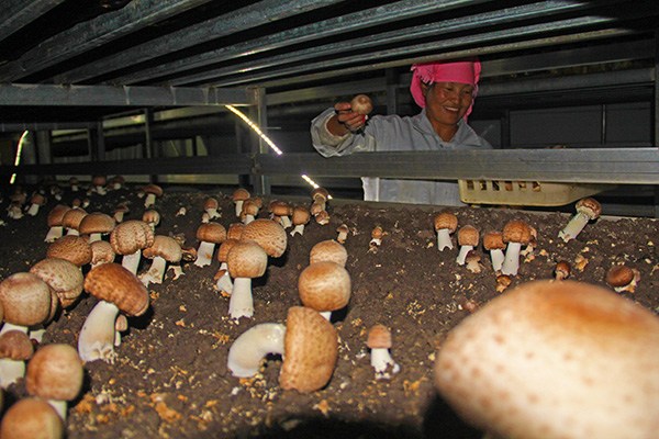 A worker picks mushrooms at an Ifull Agriculture workshop in Shandan, Gansu province. The company now runs 12 workshops which are engaged in the production and processing of mushrooms for domestic and overseas markets. (Photo provided to China Daily)