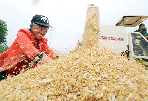 A farmer works with wheat harvested in Huaibei, Anhui province, in May.(Photo: China Daily/Li Xin)