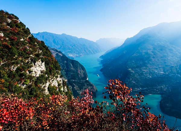 A vessel sails on the Yangtze River in the Three Gorges area in Zigui county, Central China's Hubei province, Nov 29, 2015, with red leaves seen on the riverside.(Photo/Xinhua)