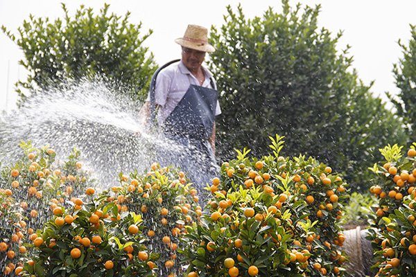 A farmer waters orange trees in Shunde district, Foshan, Guangdong province. (Photo provided to chinadaily.com.cn)