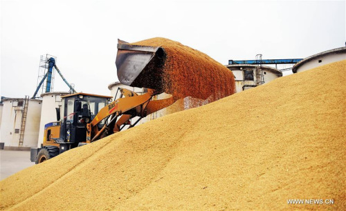 A worker collects rice at a corn processing factory in Linghai, northeast China's Liaoning Province, Nov. 19, 2015. China's economy grew by 6.9 percent in 2015. (Xinhua file photo/Yang Qing)