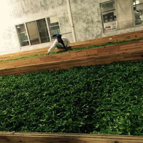 A worker sorts through newly-plucked tea leaves during the withering processes at a tea factory in Ningde city, Southeast China's Fujian province, March 22, 2016. (Photo by Yao Yao/chinadaily.com.cn)